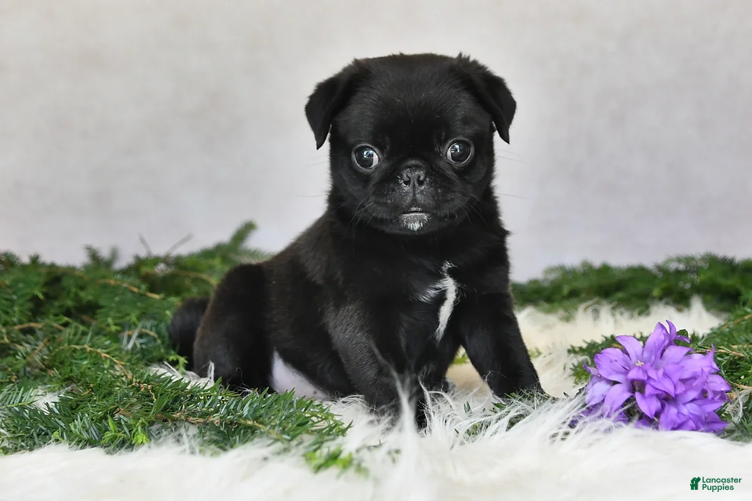 Pug dogs for sale: Jodi - Ad 1