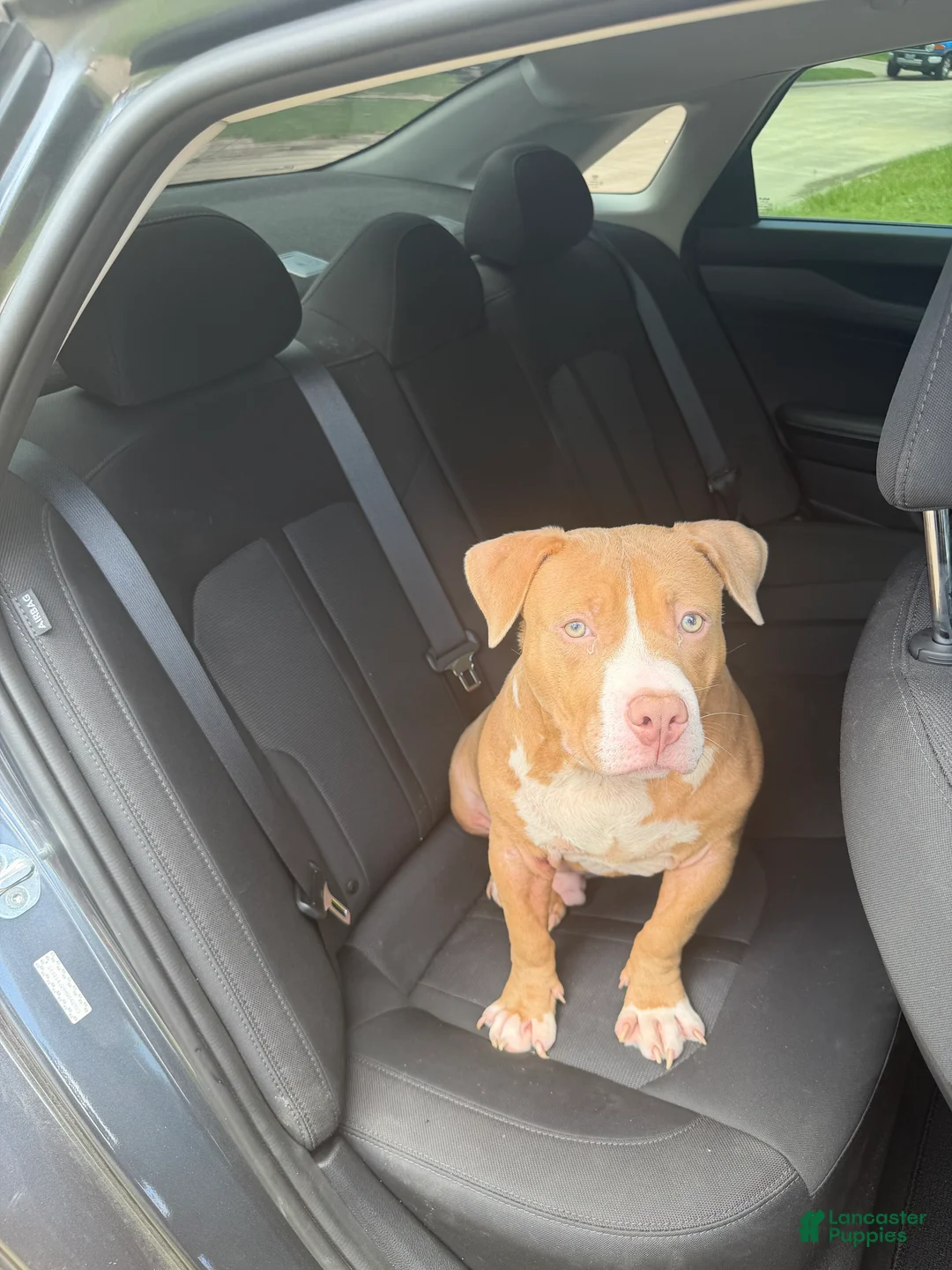 American Bulldog dogs for sale: American Bulldog 1 - Ad 5
