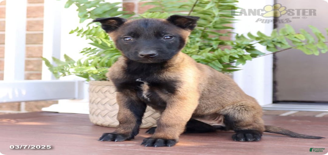 Gallery Image {{count}}