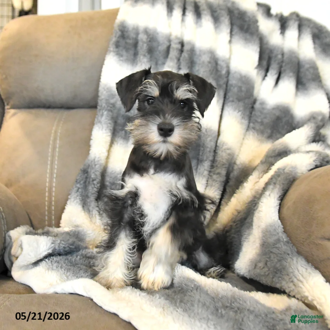 Miniature Schnauzer dogs for sale: Hattie - Ad 5