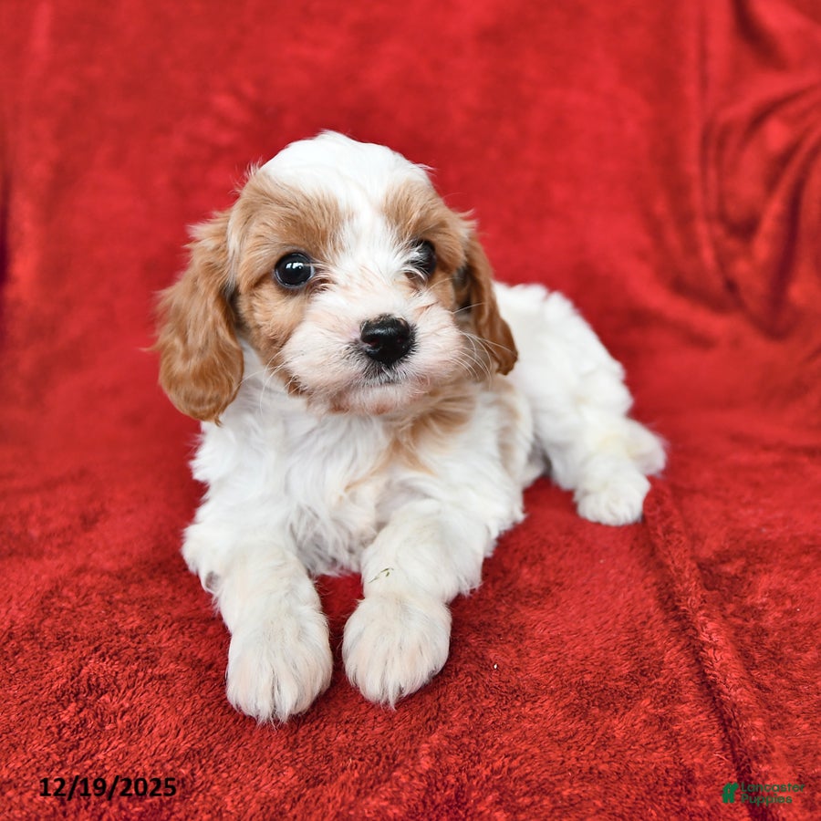 Cavapoo dogs Alex - Ad 23
