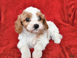 Cavapoo dogs Alex - Ad 23