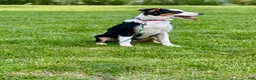 Australian Shepherd dogs for sale: Australian Shepherd 3 - Ad 3