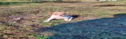 Jack Russell Terrier dogs for sale: Jack Russell Terrier 2 - Ad 4
