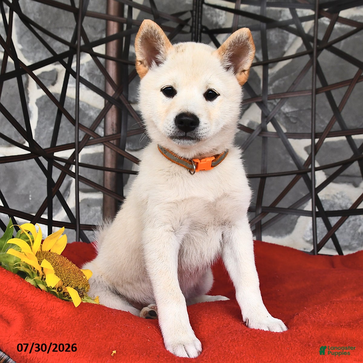 Shiba Inu dogs Oscar - Ad 2