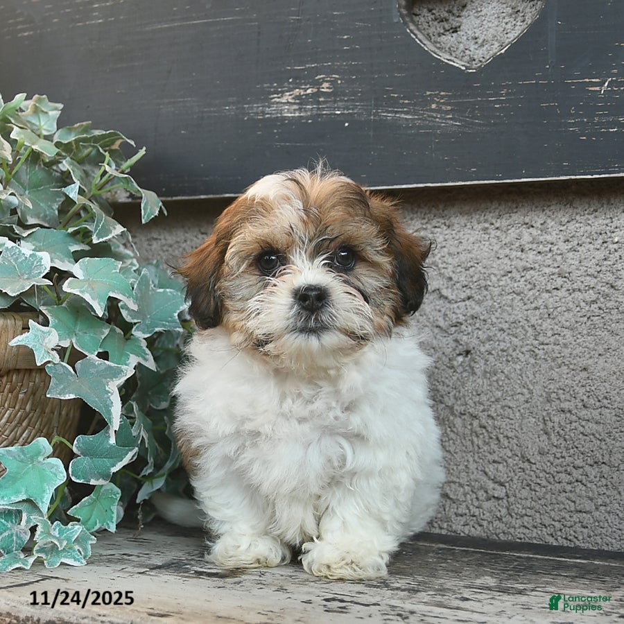 Bichpoo dogs Bruno  - Ad 12