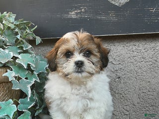 Bichpoo dogs Bruno - Ad 40