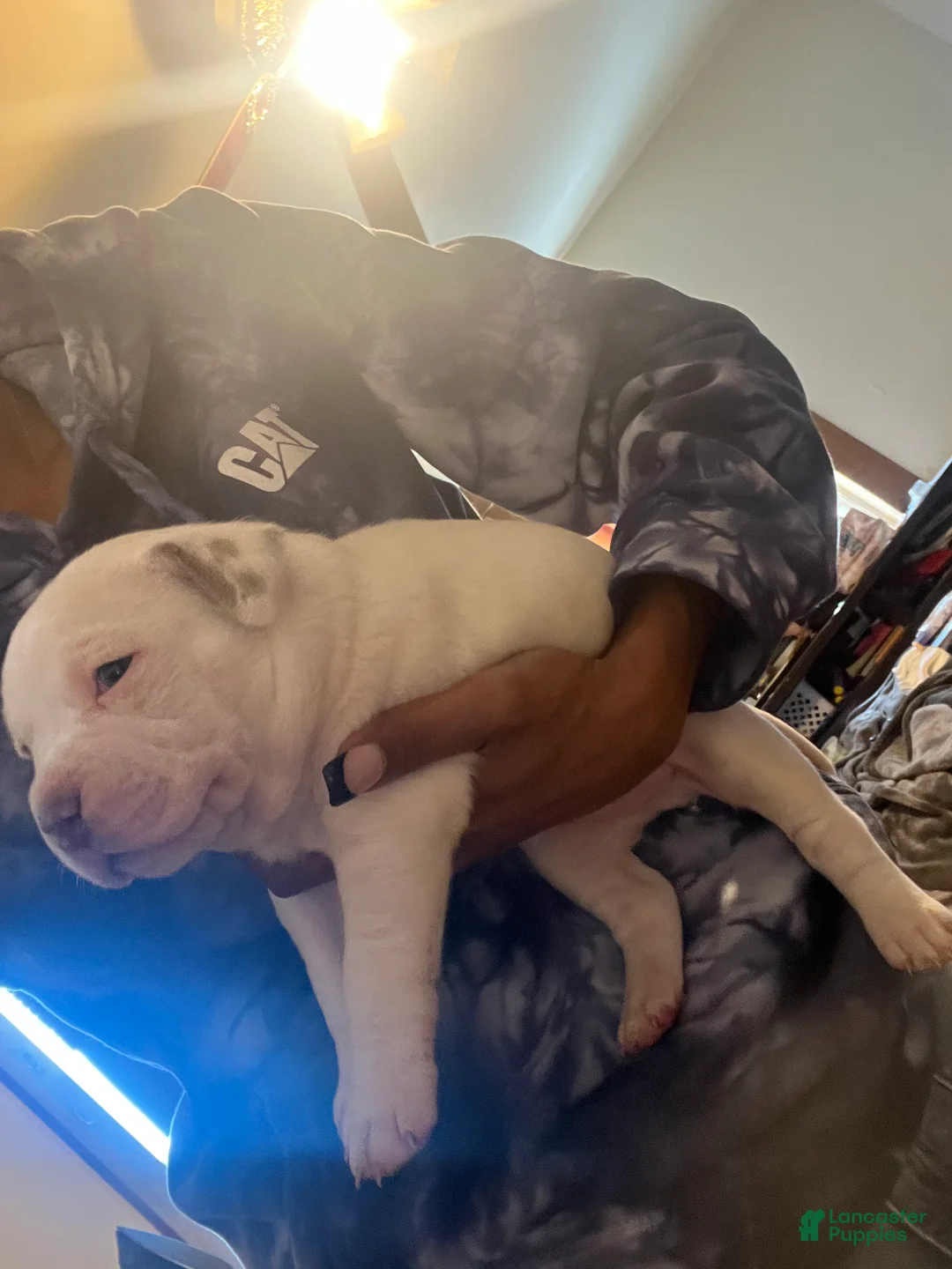 American Bully dogs for sale: American Bully Puppy 3 - Ad 4