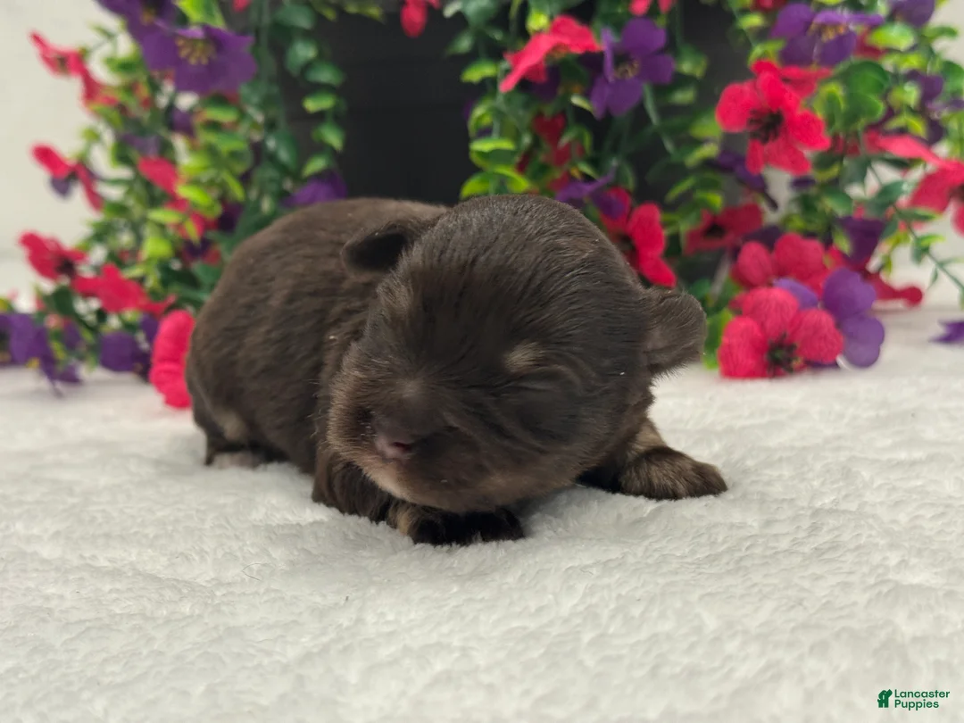 Miniature Schnauzer dogs for sale: Miracle Male 2 - Ad 4