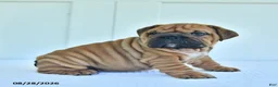 English Bulldog dogs for sale: Captain - Ad 4