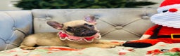 French Bulldog dogs for sale: Bella - Ad 3
