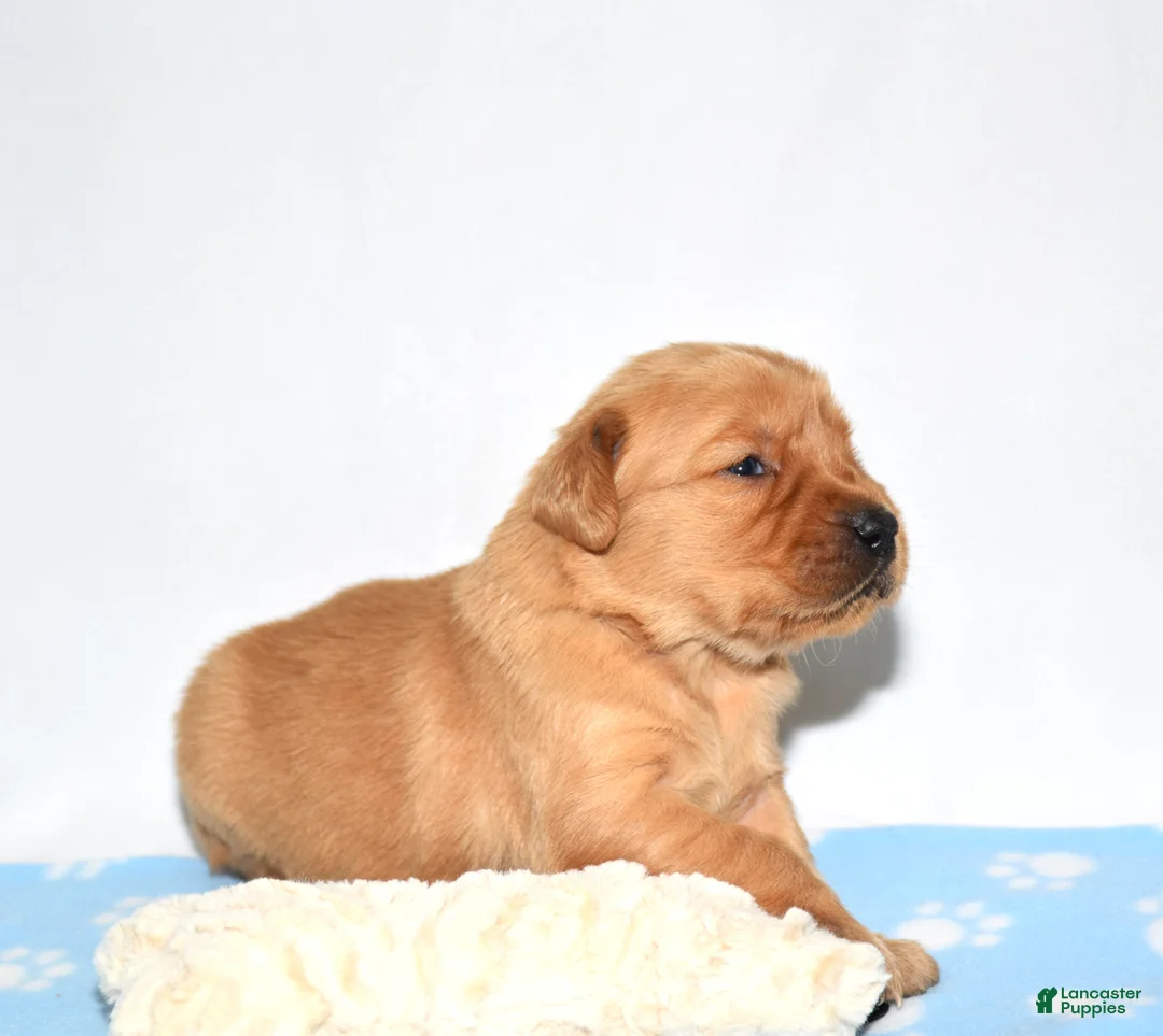 Golden Retriever dogs for sale: Andi - Ad 4