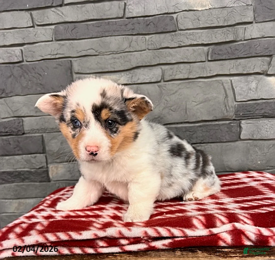 Welsh Corgi Pembroke dogs for sale: Daphne - Ad 3