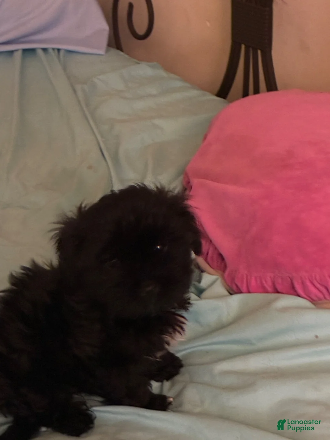 Morkie dogs for sale: Black Jack - Ad 1