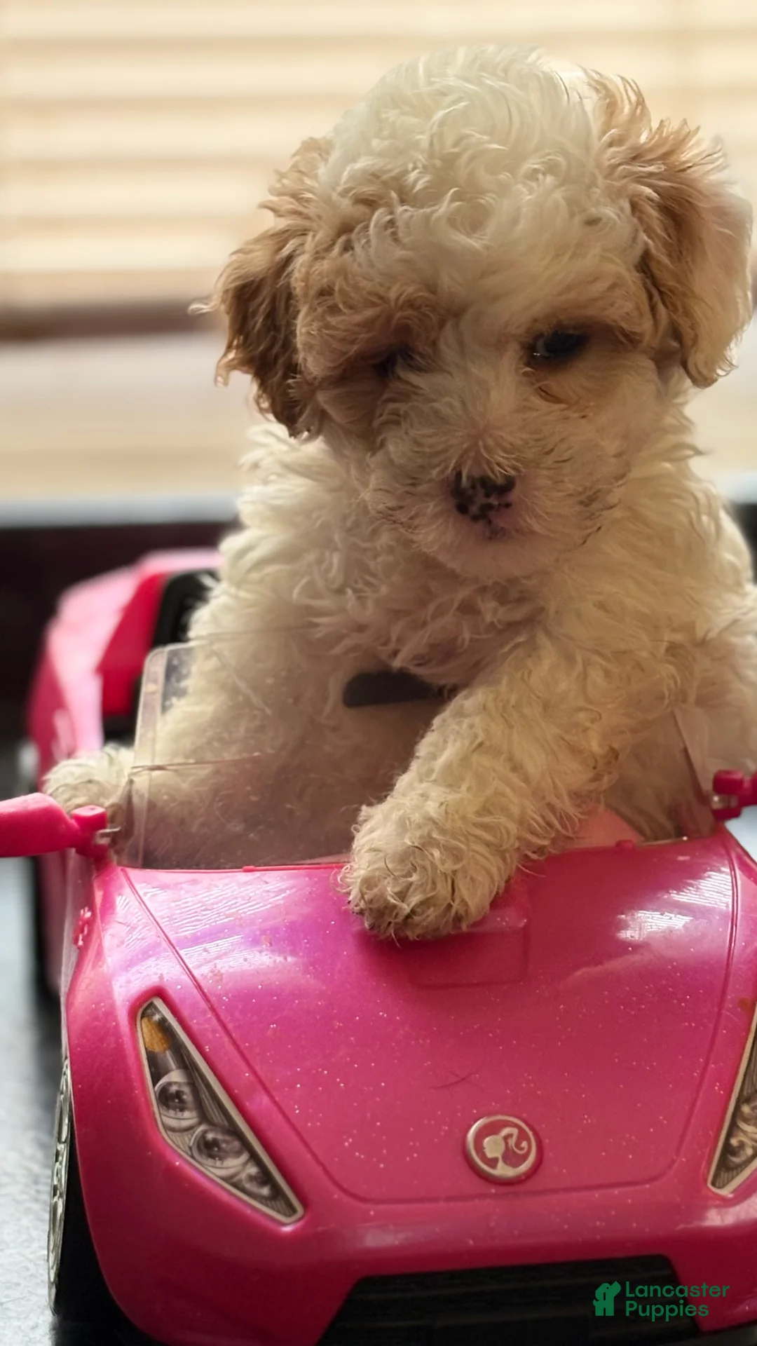 Cavapoo dogs for sale: Puppy B - Ad 5