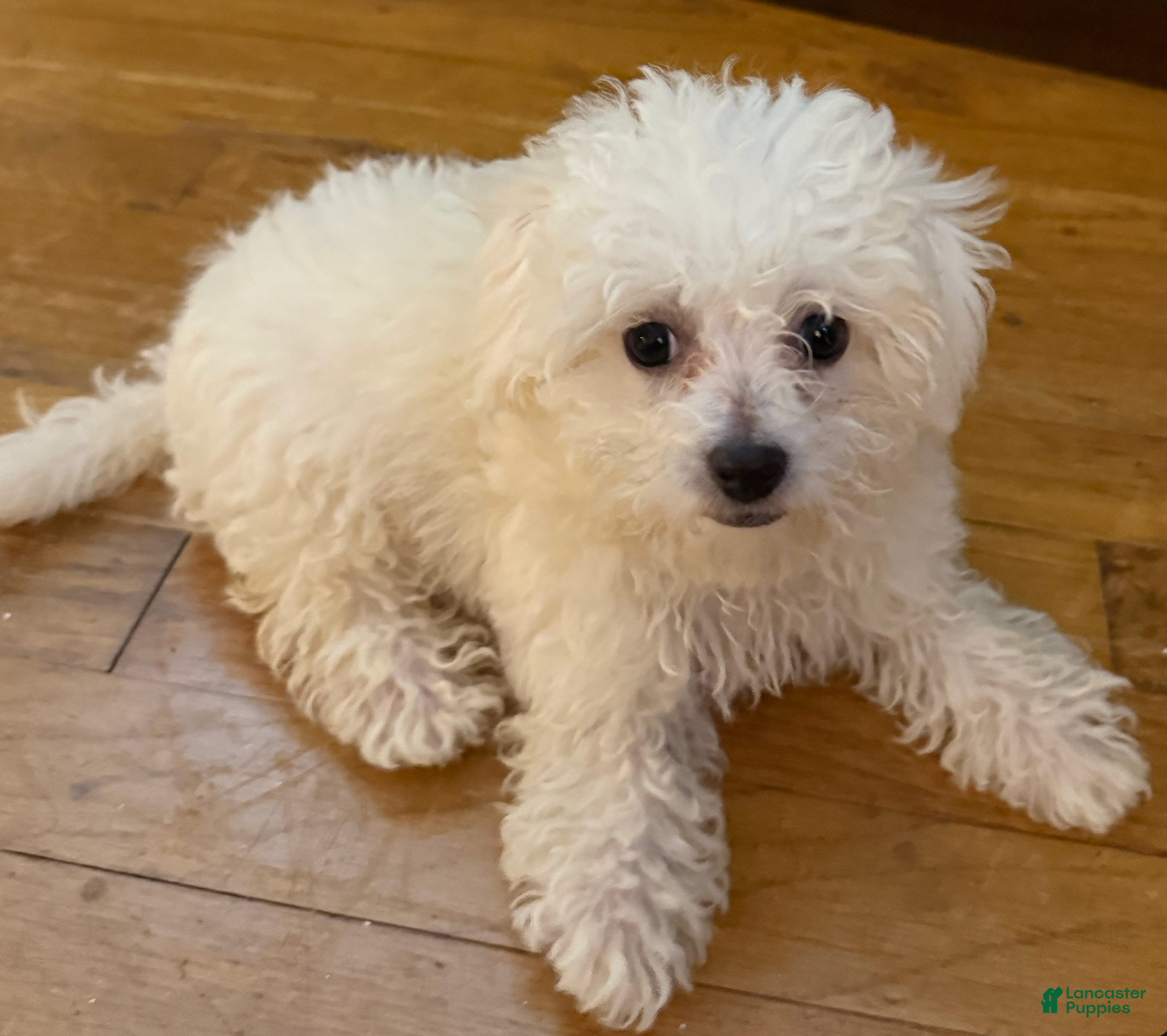 Bichpoo dogs Bichpoo - Ad 2