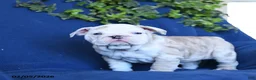 English Bulldog dogs for sale: Taffy - Ad 1