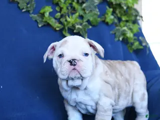 English Bulldog dogs Taffy - Ad 5