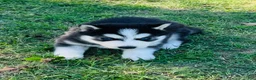 Siberian Husky dogs for sale: Valerie - Ad 12