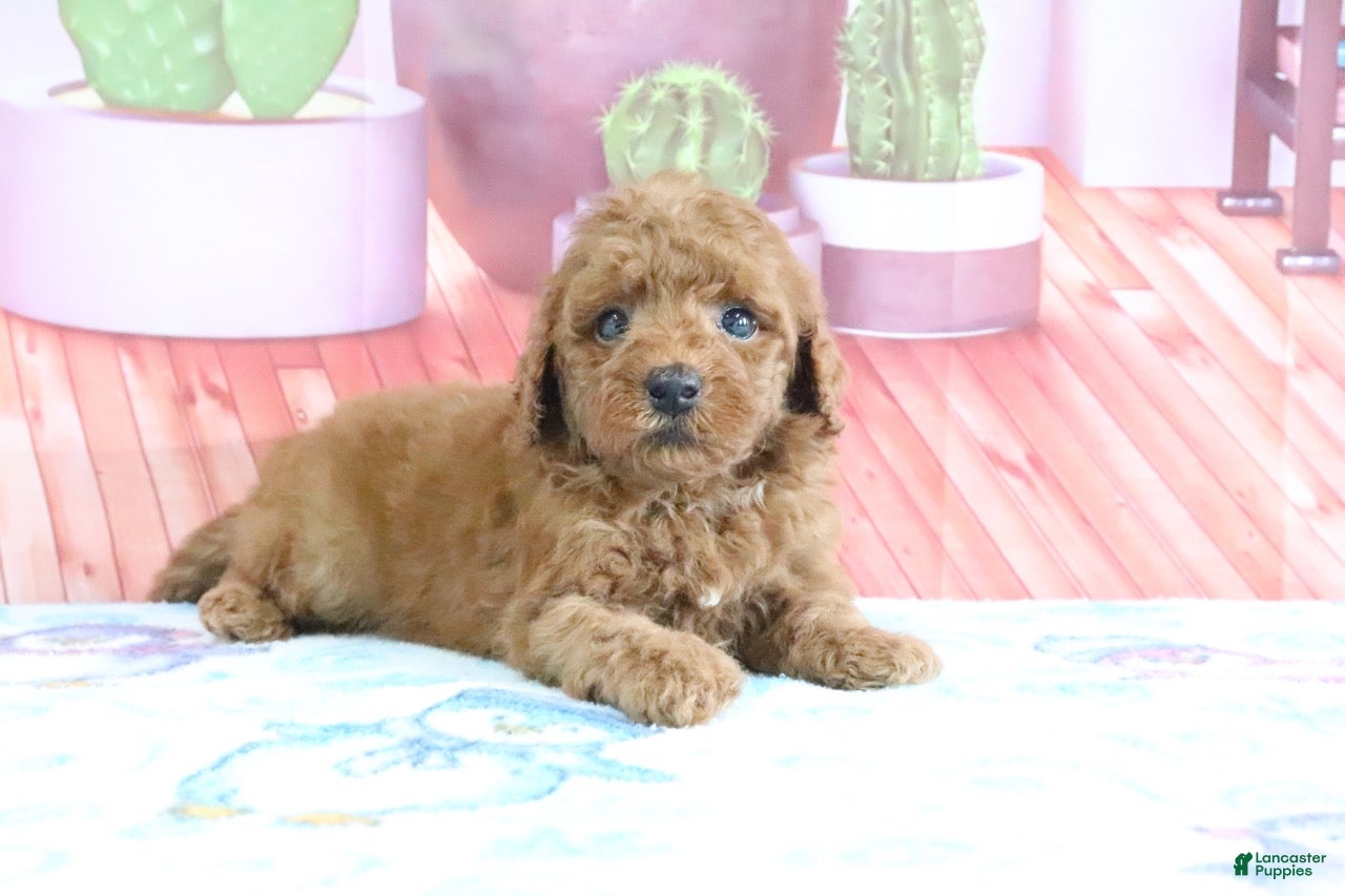 Mini Goldendoodle dogs Hazel - Ad 2