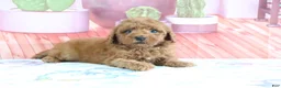 Mini Goldendoodle dogs for sale: Hazel - Ad 2