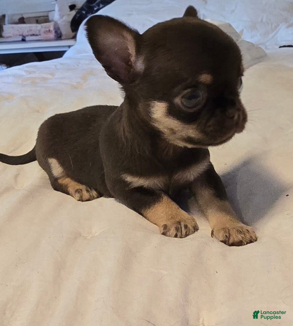 Chihuahua dogs Jack - Ad 35