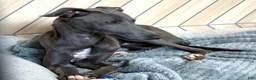 Italian Greyhound dogs for sale: Maynard - Ad 6