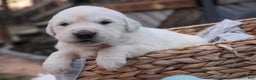 Golden Retriever dogs for sale: Remington - Ad 2