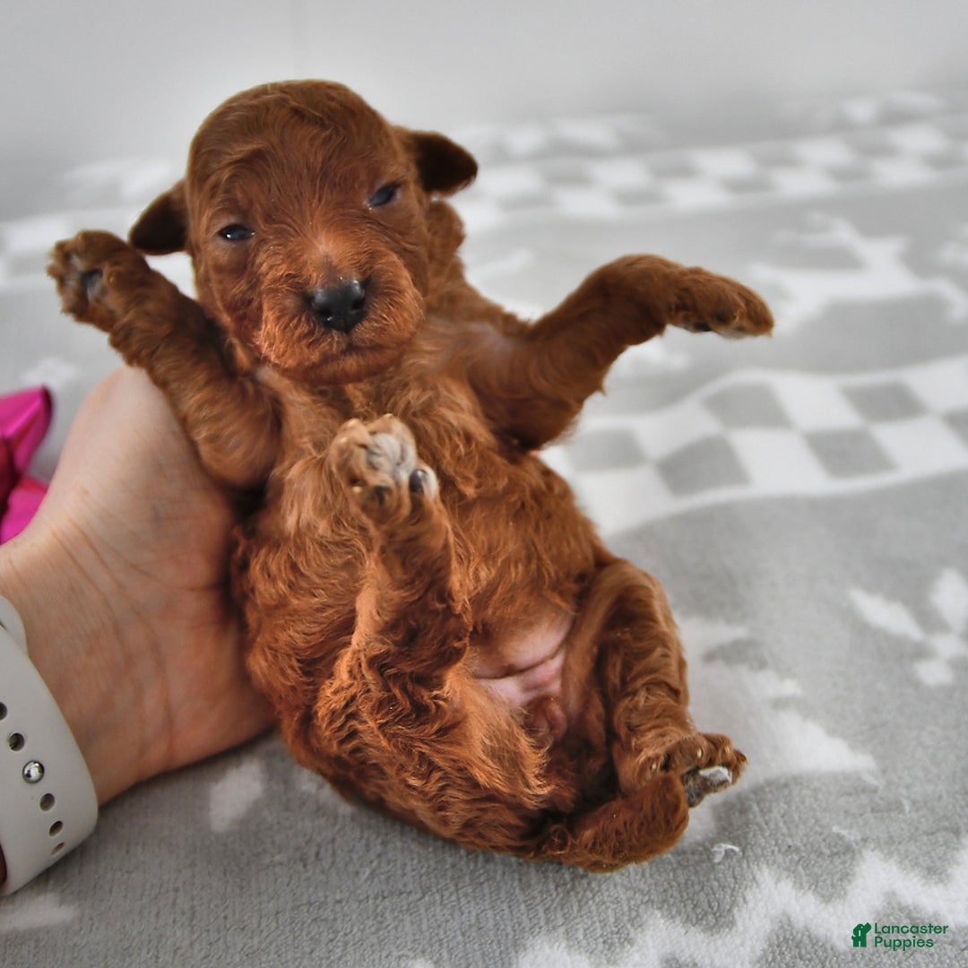 Mini Goldendoodle dogs for sale: Cookie - Ad 3