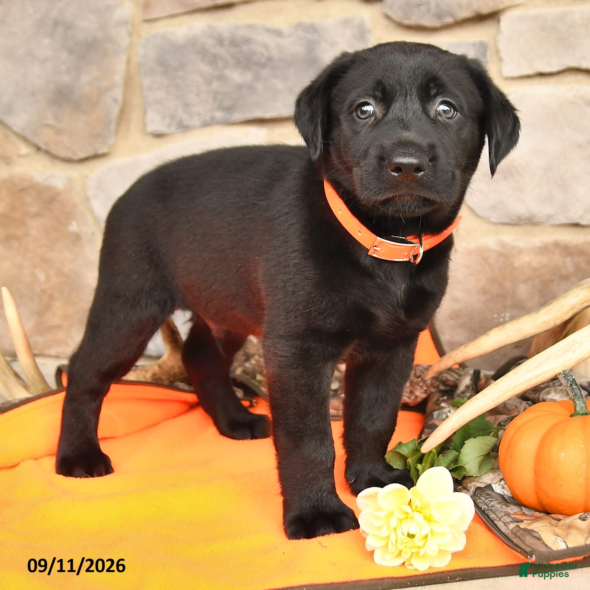 Labrador Retriever dogs Paxton - Ad 2