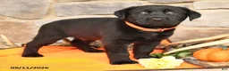 Labrador Retriever dogs for sale: Paxton - Ad 2