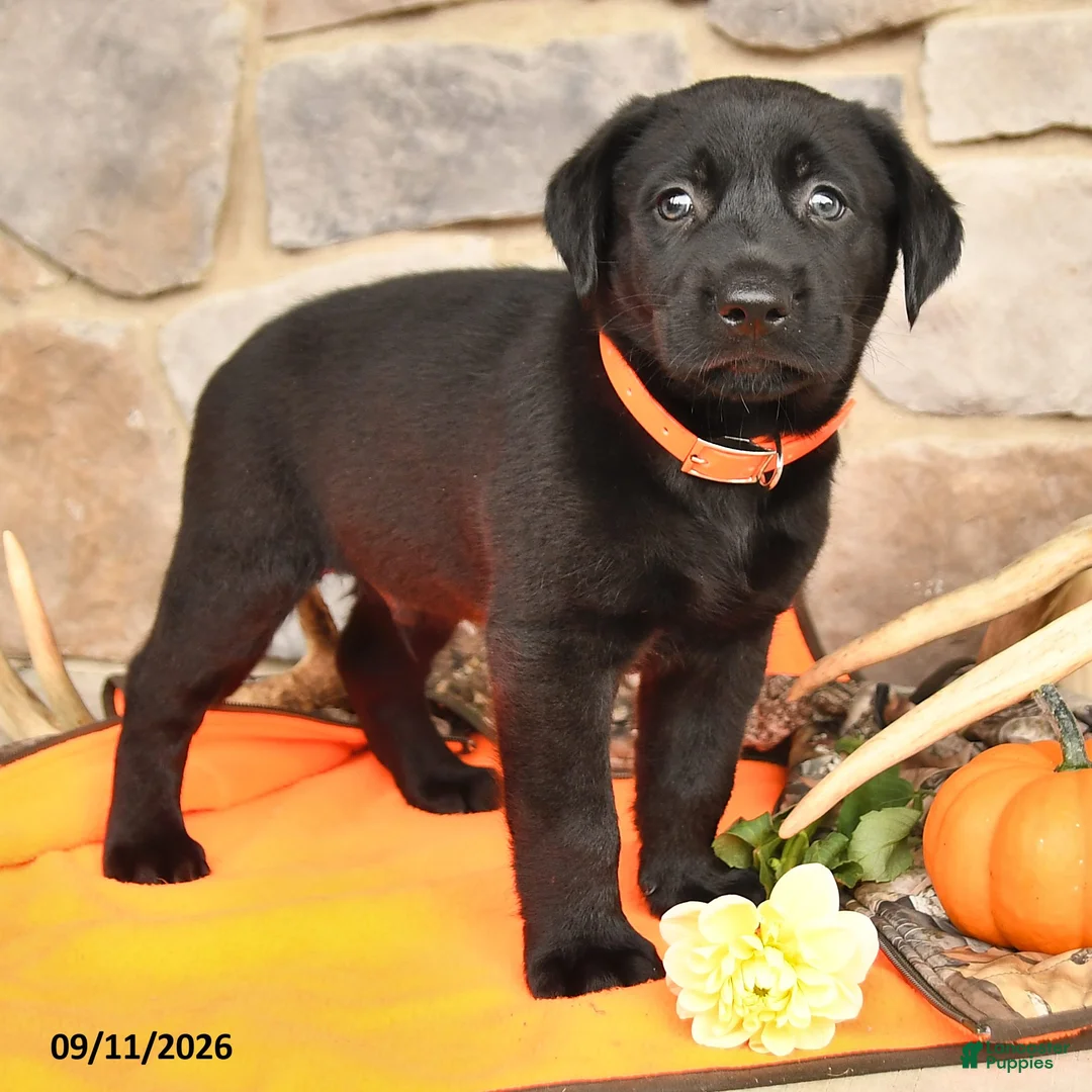 Labrador Retriever dogs for sale: Paxton - Ad 2