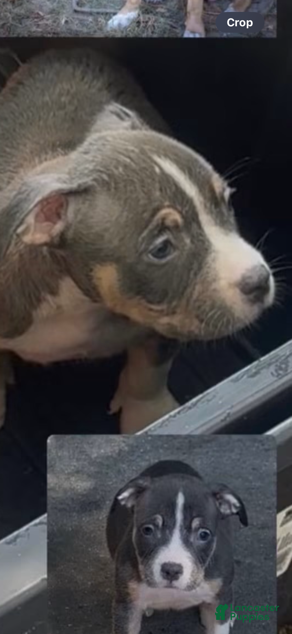American Bully dogs American Bully 3 - Ad 17