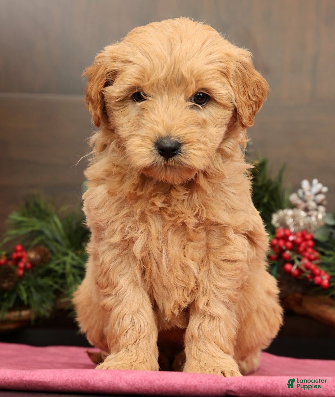 Mini Goldendoodle dogs for sale: Penelope - Ad 3