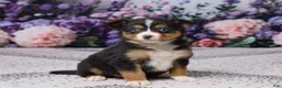 Miniature Australian Shepherd dogs for sale: Kendra - Ad 3