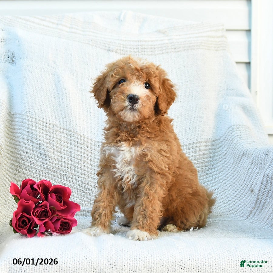 Mini Goldendoodle dogs Maddie - Ad 1