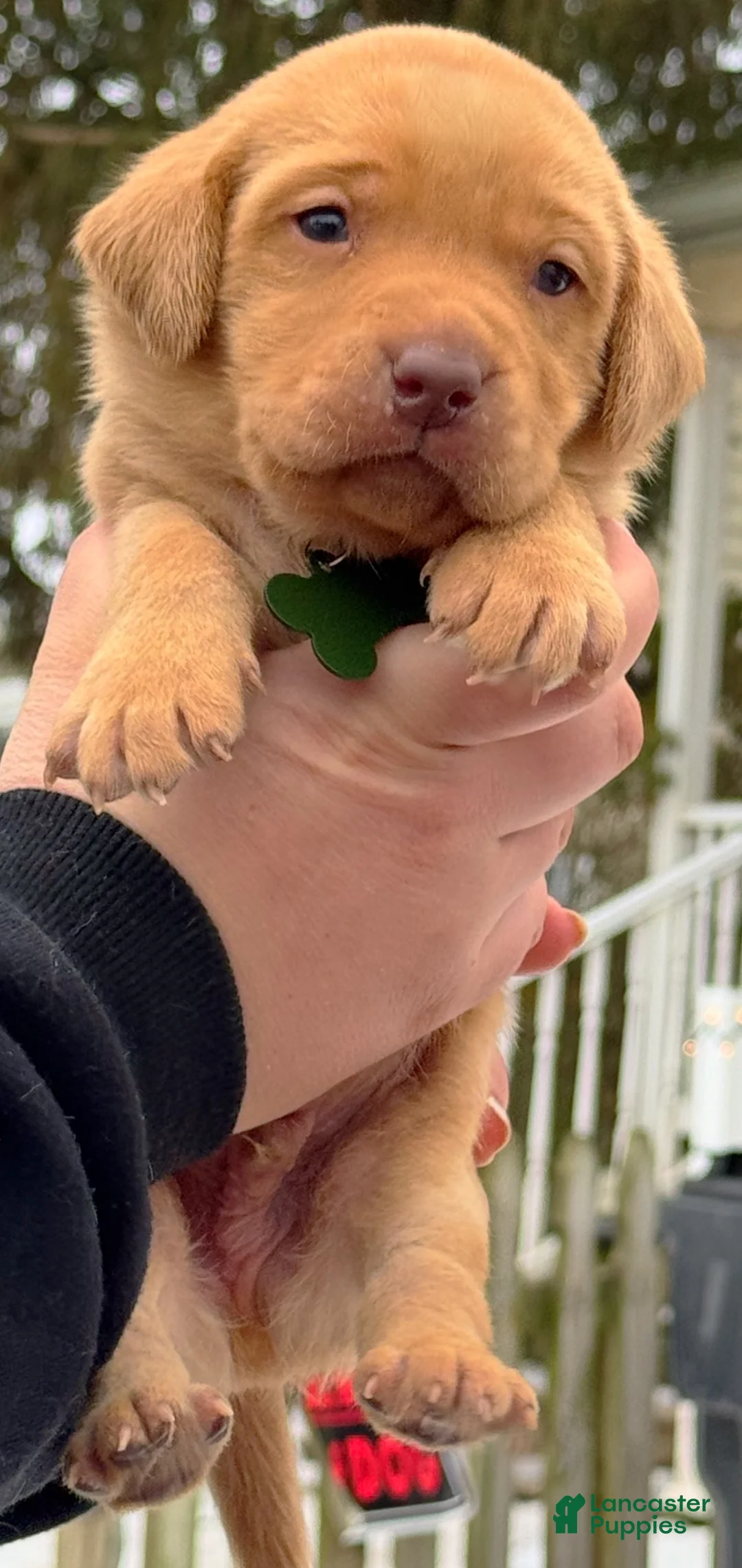 Lakeland Terrier dogs for sale: Labrador retriever - Ad 11