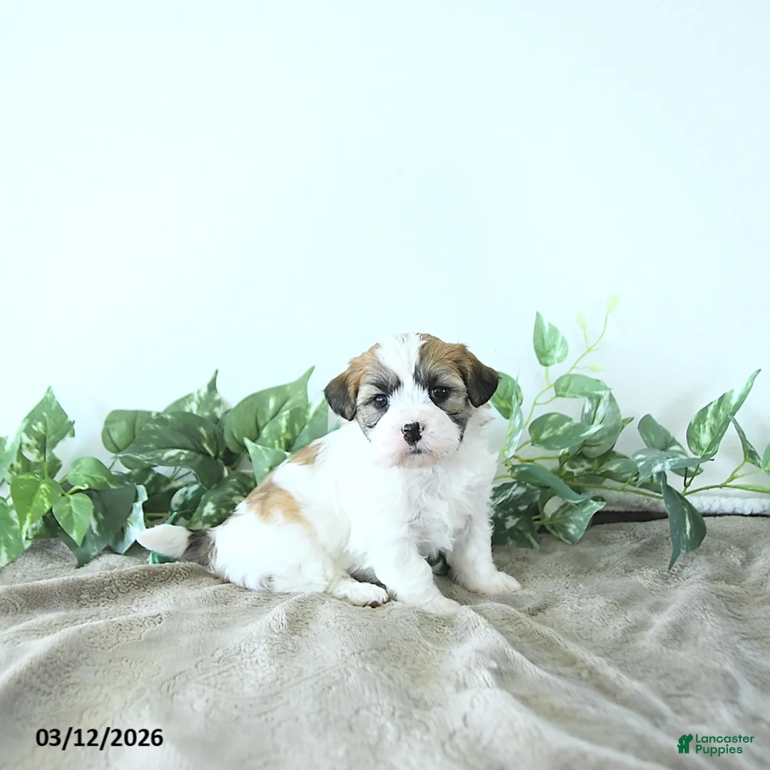 Teddy Bear dogs for sale: Max - Ad 5