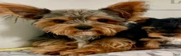Yorkshire Terrier dogs for sale: Tessa - Ad 4