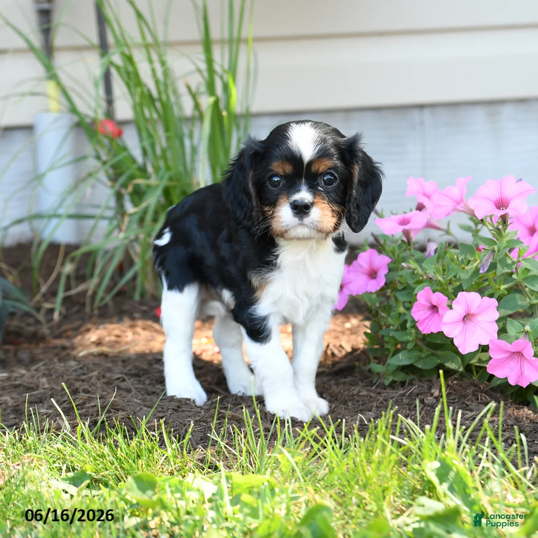 Cavalier King Charles Spaniel dogs for sale: Darcy - Ad 1