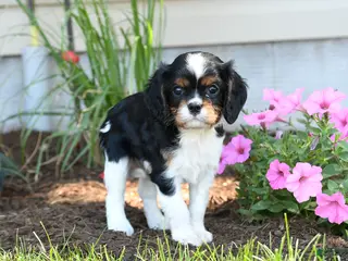 Cavalier King Charles Spaniel dogs for sale: Darcy - Ad 2