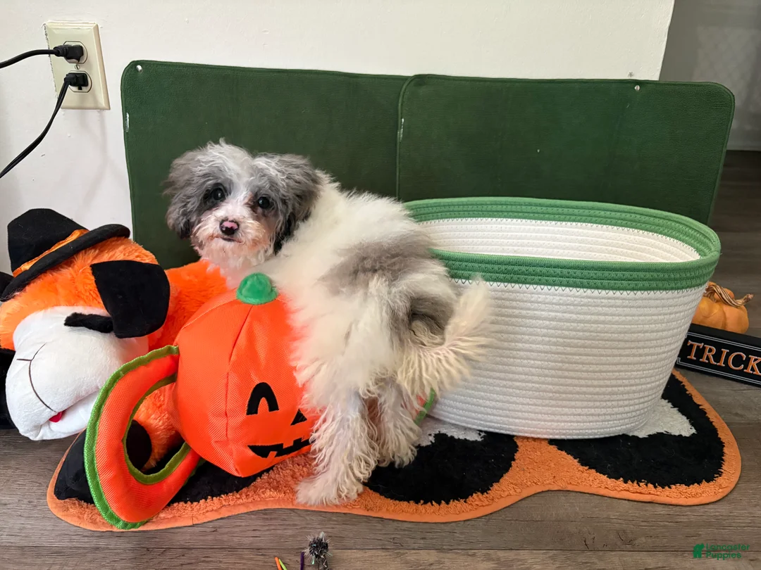 Miniature Poodle dogs for sale: Miniature Poodle 2 - Ad 2