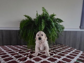 Golden Retriever dogs - Ad 18