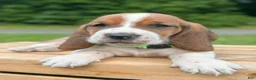Basset Hound dogs for sale: Oliver - Ad 12