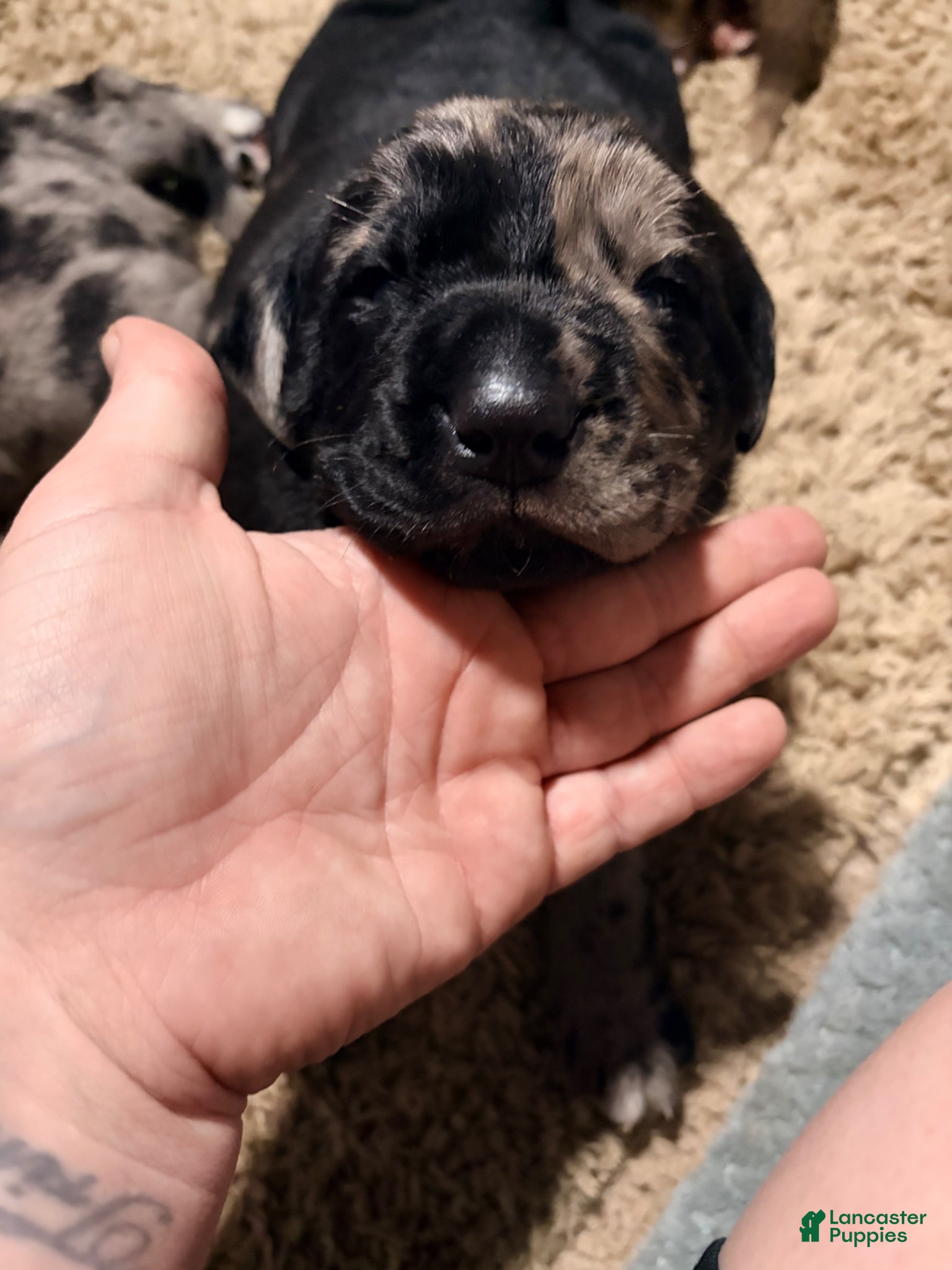 Mixed Breed dogs for sale: Daisy Duke - Ad 1