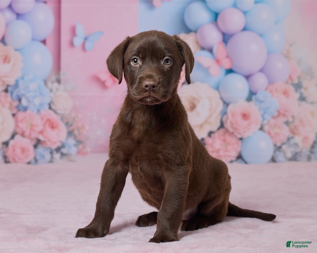 Labrador Retriever dogs Holly - Ad 2