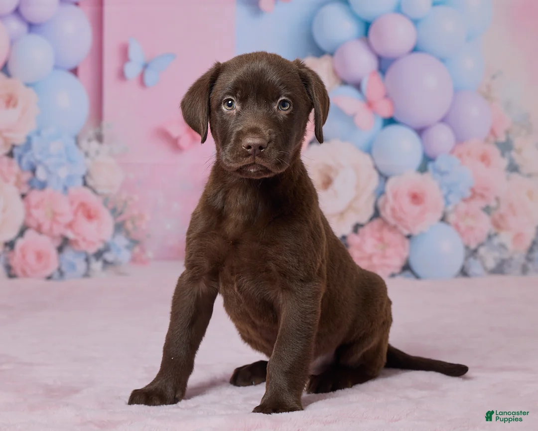 Labrador Retriever dogs for sale: Holly - Ad 2