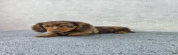 Miniature Dachshund dogs for sale: Dash - Ad 3