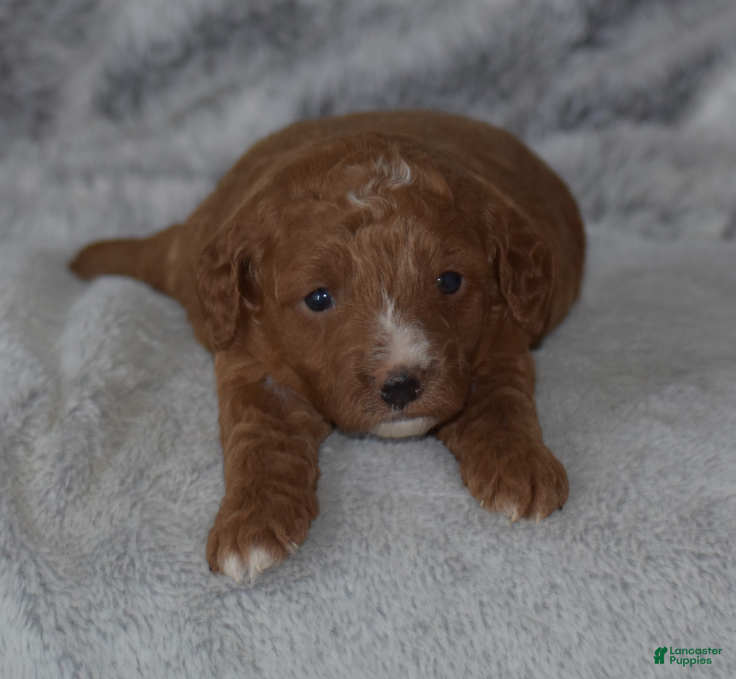 Miniature Poodle dogs Ridge - Ad 1