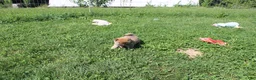 Shiba Inu dogs for sale: Beef - Ad 4
